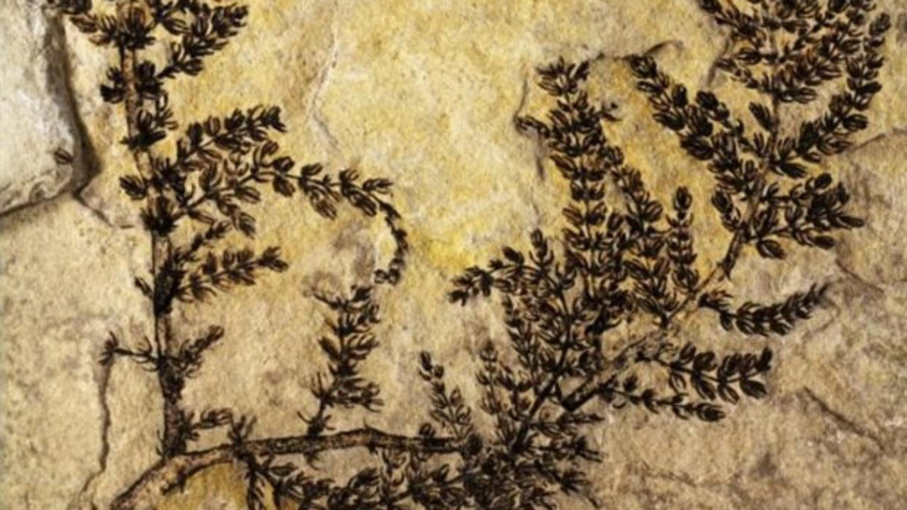 Κίνα: Βρέθηκε μικροσκοπικό φύκι ηλικίας ενός δισεκατομμυρίου ετών – Είναι το αρχαιότερο απολίθωμα πράσινου φυτού στη Γη