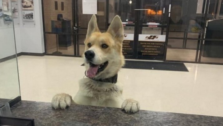 ΗΠΑ: Σκύλος εμφανίστηκε σε αστυνομικό τμήμα για να… δηλώσει ότι έχασε το αφεντικό του – Γύρισε σπίτι μόνος του (φωτο)