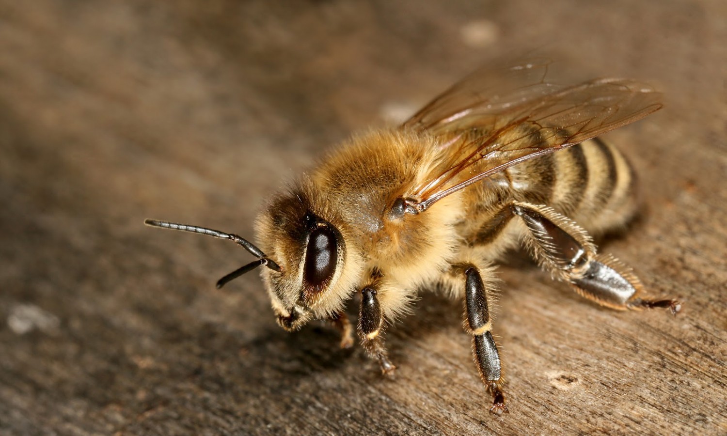 Δείτε τι πρέπει να κάνετε αν σας τσιμπήσει μέλισσα – Πότε να βγάλετε το κεντρί