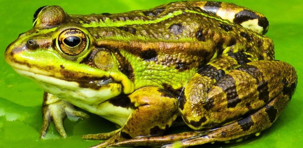 Οι βάτραχοι φωσφορίζουν όπως οι πυγολαμπίδες σύμφωνα με νέες επιστημονικές εκτιμήσεις (φωτο)