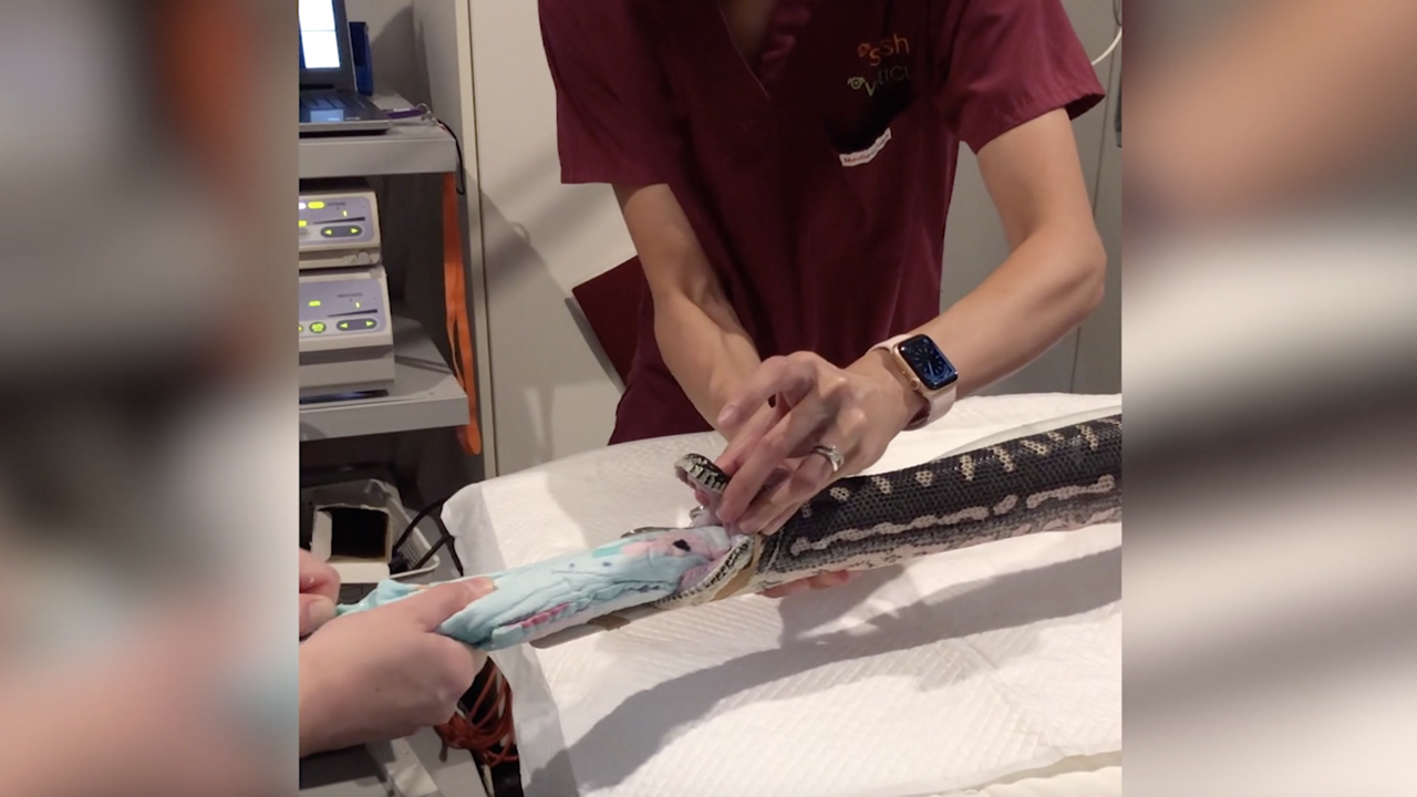 Εικόνες που κόβουν την ανάσα: Κτηνίατροι βγάζουν πετσέτα θαλάσσης από το στόμα… πύθωνα! (βίντεο)