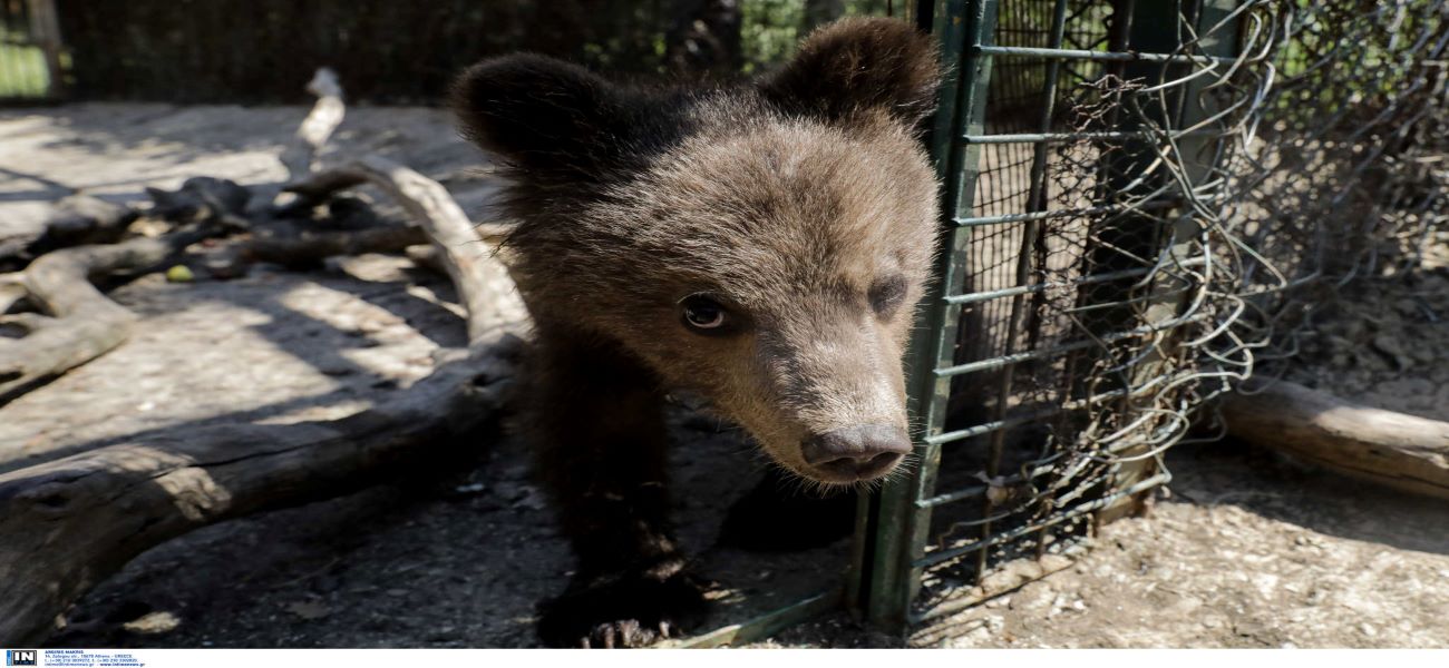 Φλώρινα: Ξύπνησαν οι αρκούδες – Ανοίγει το καταφύγιο του «Αρκτούρου»
