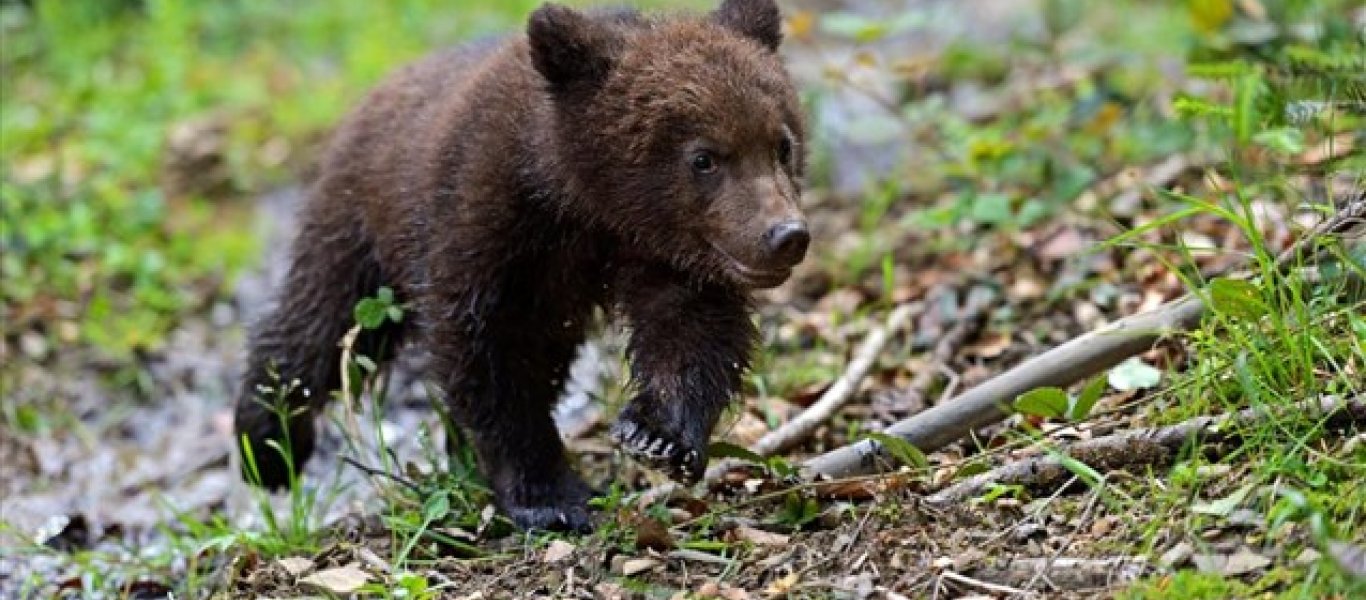 Τρία γλυκύτατα αρκουδάκια αφέθηκαν έξω από καταφύγιο ζώων (βίντεο)