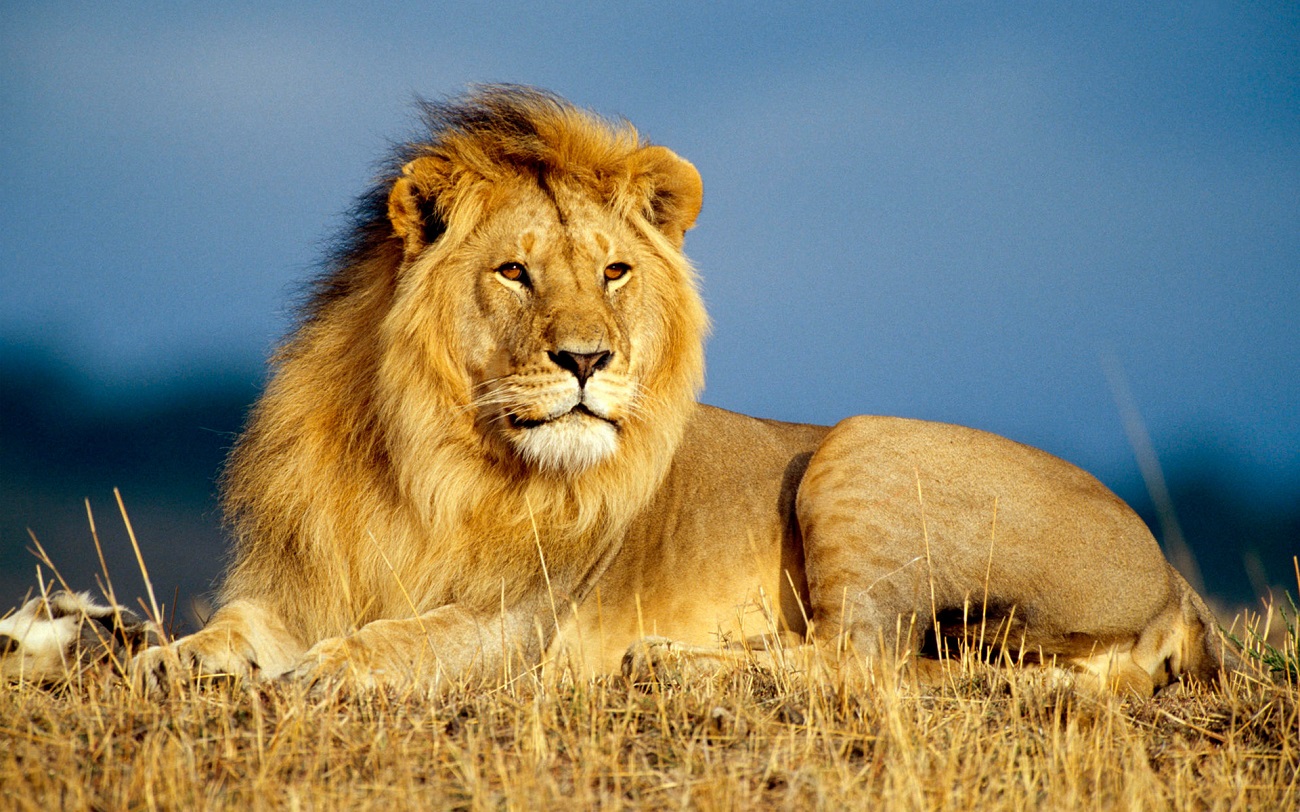 Λιοντάρι σκότωσε και έφαγε 18χρονο – Βρέθηκαν μόνο τα κόκαλά του