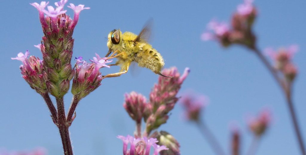Αυτό είναι το πιο ευφυές έντομο – Μπορεί να μετρήσει μέχρι το τέσσερα