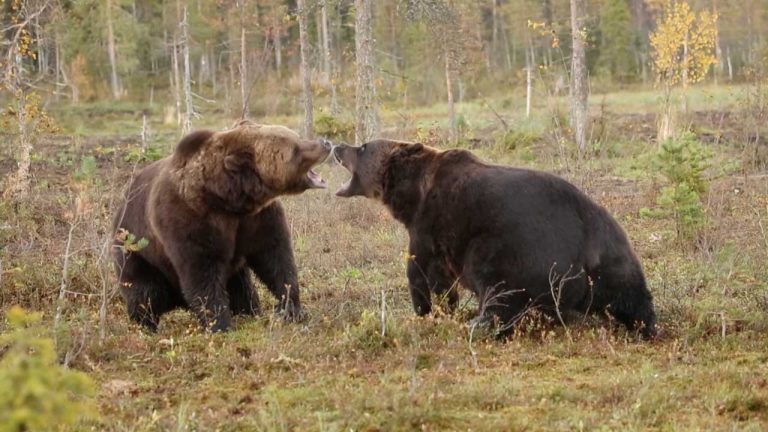 Δείτε δύο λυσσασμένες καφέ αρκούδες να παλεύουν μέχρι τέλους (βίντεο)