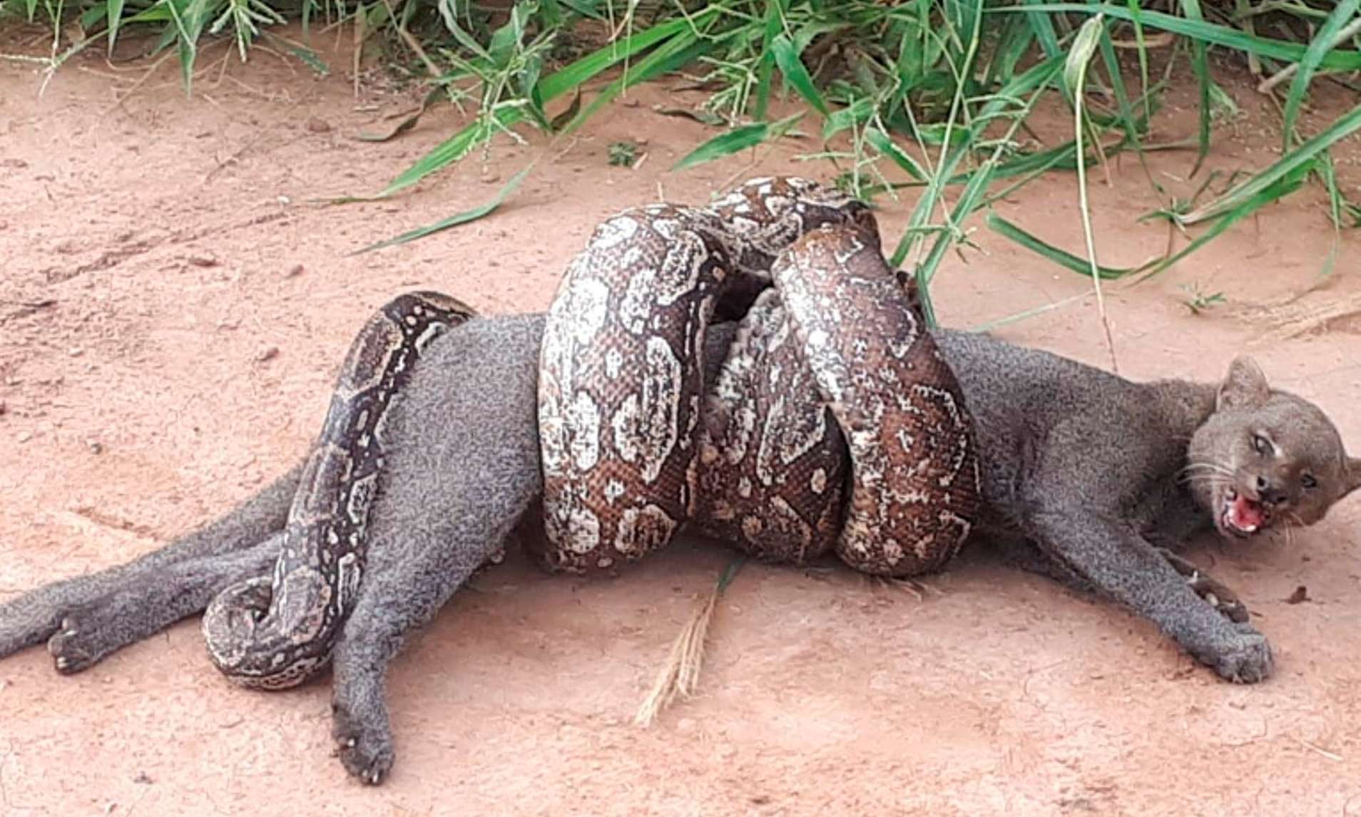 Βίντεο: Η μάχη ενός ιαγουαρόντι να γλυτώσει από το σφίξιμο ενός… βόα!