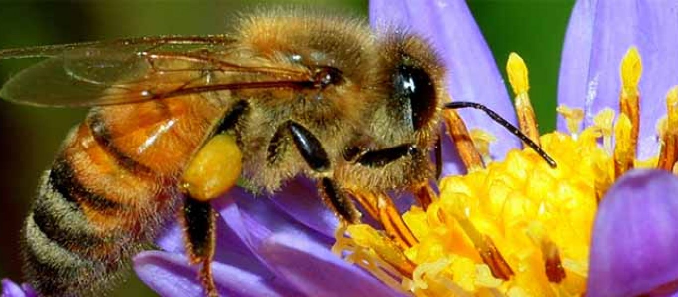 Ζούσε εν αγνοία του με… 150 χιλ. μελισσες: Ήταν κρυμμένες στην ψευδοροφή του σπιτιού του (φώτο)