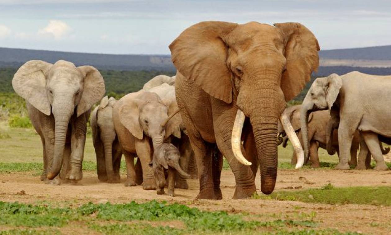 Αυτό το ήξερες; – Οι ελέφαντες είναι… ξενύχτηδες – Κοιμούνται μόνο 2 ώρες την ημέρα