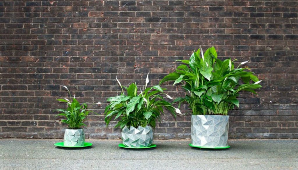 Πότιζε το φυτό της επί δύο χρόνια μέχρι που… ανακάλυψε ότι «όλα ήταν ένα ψέμα» (φώτο)