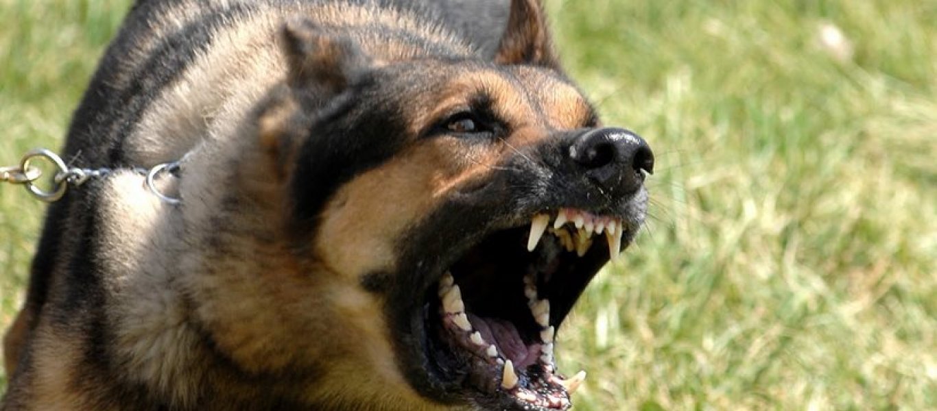Πυλαία: Σε κρίσιμη κατάσταση άνδρας μετά από επίθεση αγέλης σκύλων