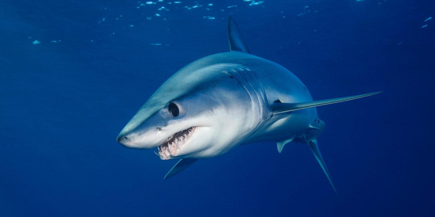 ΗΠΑ: Καρχαρίες επιτέθηκαν σε βάρκα για να κλέψουν ξιφία από ψαράδες!
