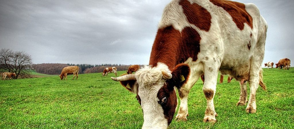 ΗΠΑ: Και όμως η αστυνομία καταδιώκει μια… αγελάδα (φώτο-βίντεο)