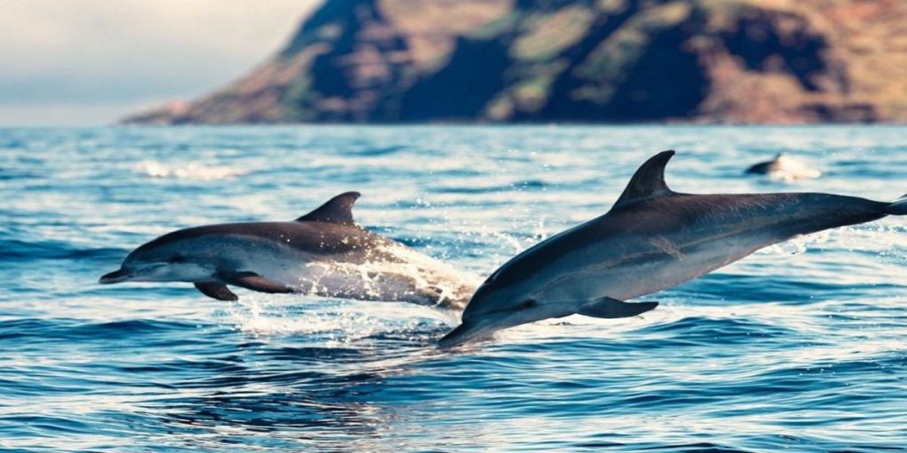 Δελφίνι: Ο «ναυαγοσώστης» των θαλασσών από την αρχαιότητα μέχρι σήμερα (φώτο)