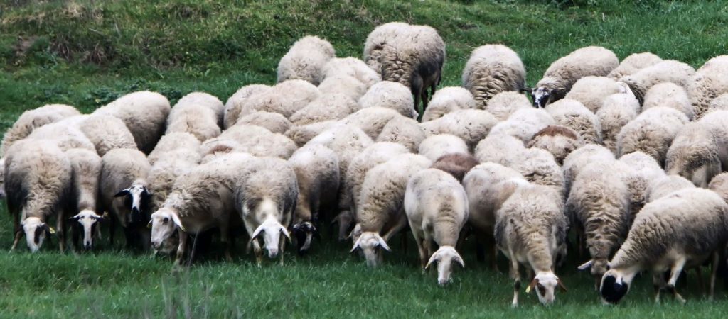 «Μπλόκο» στις τιμές των αρνιών λόγω κορωνοϊού – 500.000 θα μείνουν απούλητα το Πάσχα