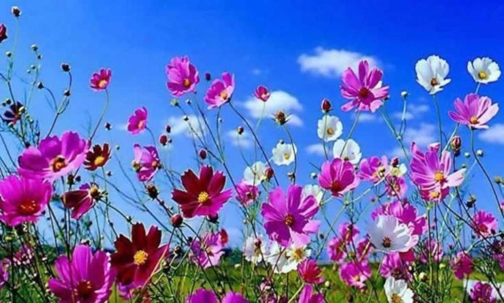 Αρχίζει και επίσημα η άνοιξη: Εαρινή ισημερία την Παρασκευή