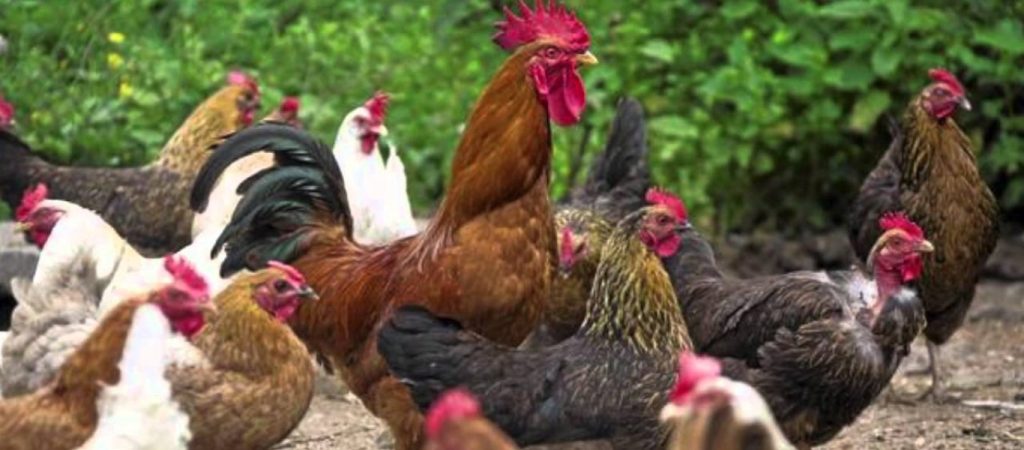 «Επιστράτευσε» 4000 κοτόπουλα για να στείλει μήνυμα στήριξης στους γιατρούς που μάχονται τον κορωνοϊό (βίντεο)