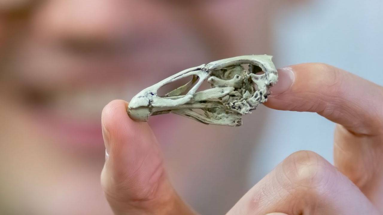 Αστεριόρνις: Oμάδα παλαιοντολόγων ανακάλυψε το αρχαιότερο απολίθωμα ανατομικά σύγχρονου πουλιού (φωτο)