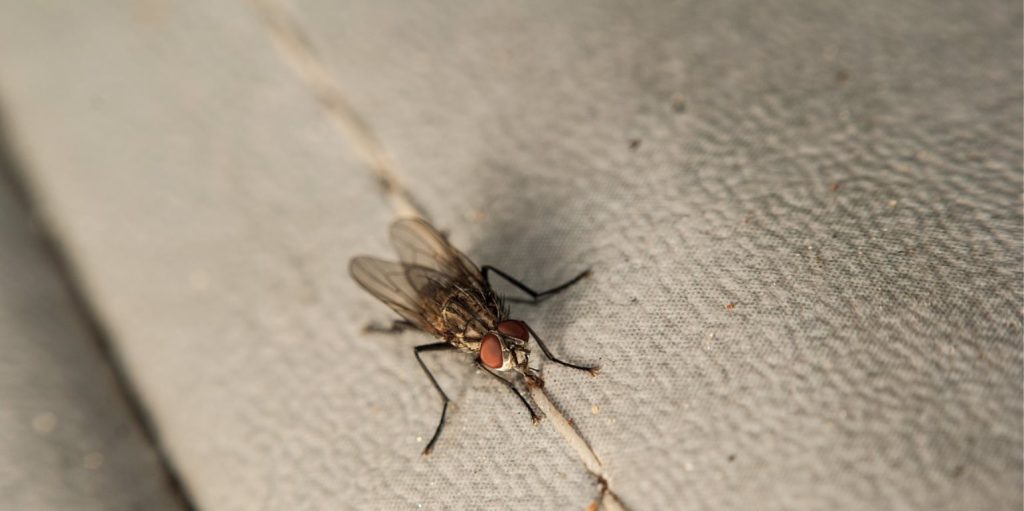 Το κοινό στοιχείο ανάμεσα σε ανθρώπους και έντομα: Η αρσενική μύγα που ψάχνει αλκοόλ όταν την απορρίψει η θηλυκή