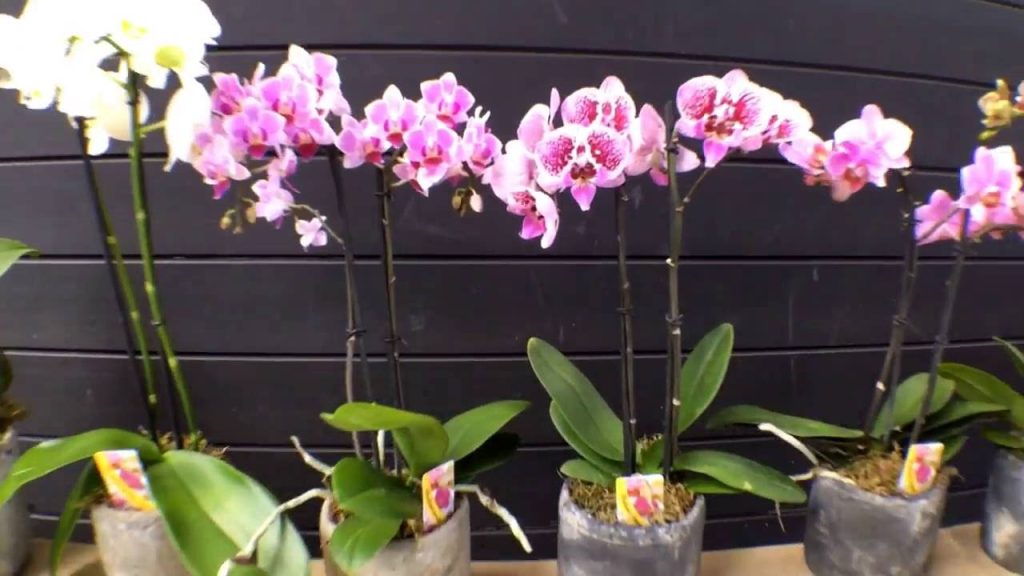 Έβαλε σε μια γλάστρα με ορχιδέα ένα παγάκι – Μόλις δείτε το λόγο θα κάνετε και εσείς!