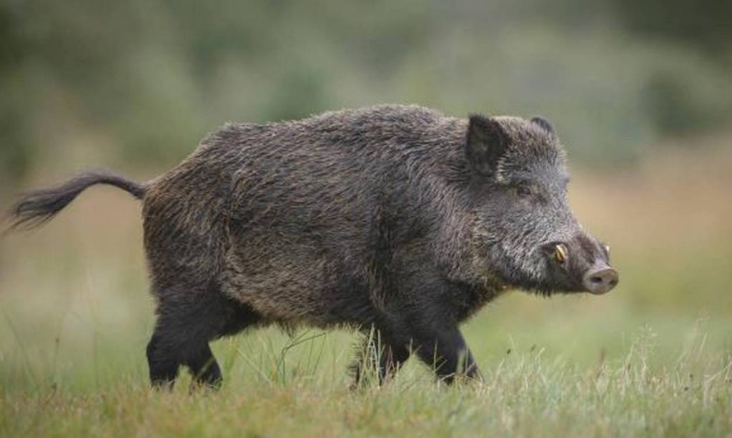 Βόλος: «Έφυγε» ο κυνηγός που τραυματίστηκε σε ενέδρα σε αγριογούρουνα