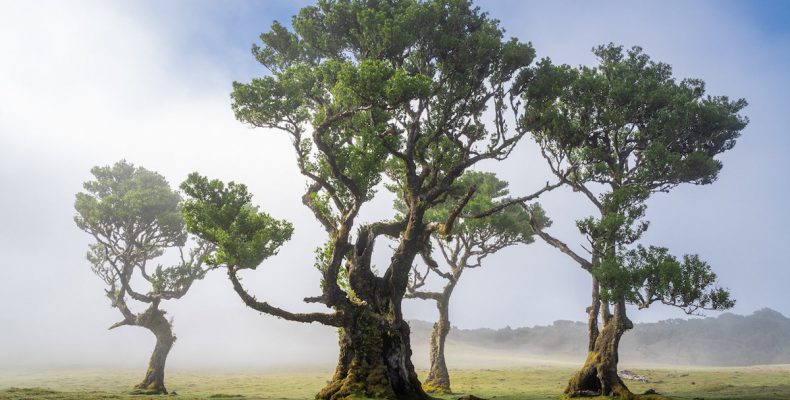 Το αρχαίο δάσος της Μαδέρα με δέντρα 500 ετών – Ένας από τους πιο ιδιαίτερους «θησαυρούς» του κόσμου (φωτο)