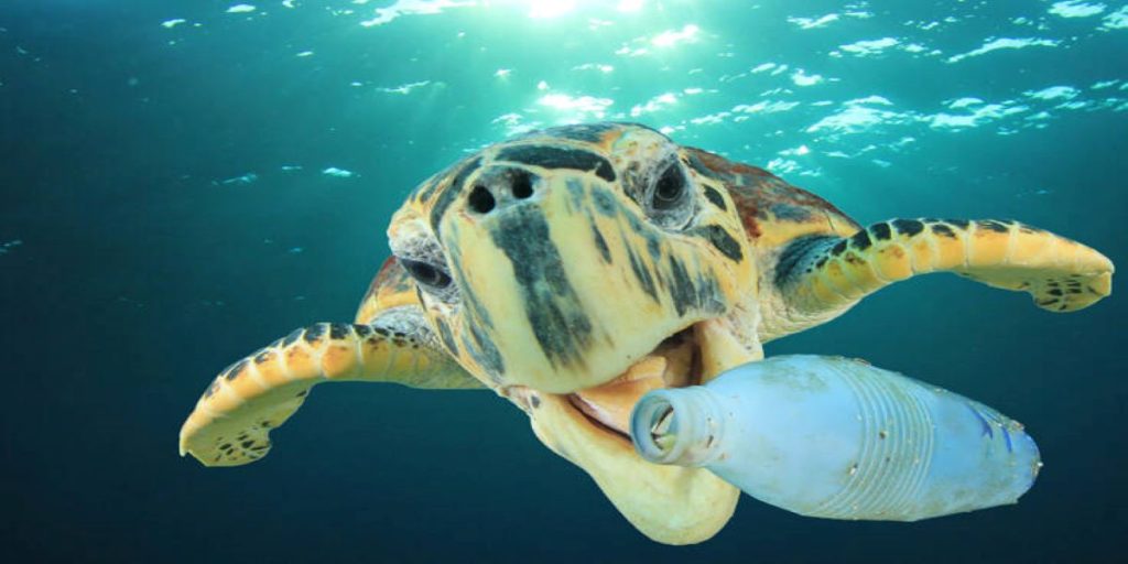 Γιατί οι θαλάσσιες χελώνες τρώνε το πλαστικό των ωκεανών (φώτο)