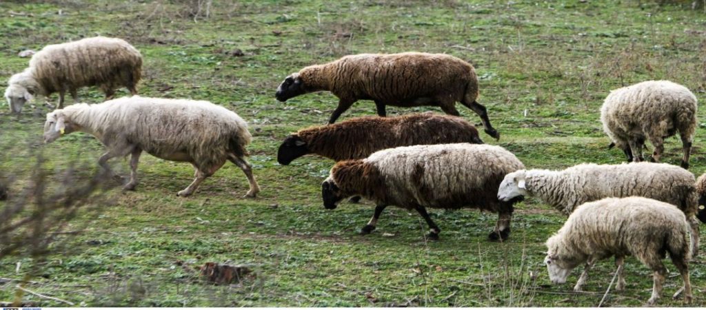 Αγωνία για τους κτηνοτρόφους:  Μεγάλη πτώση του τζίρου – Φόβοι για κλείσιμο επιχειρήσεων