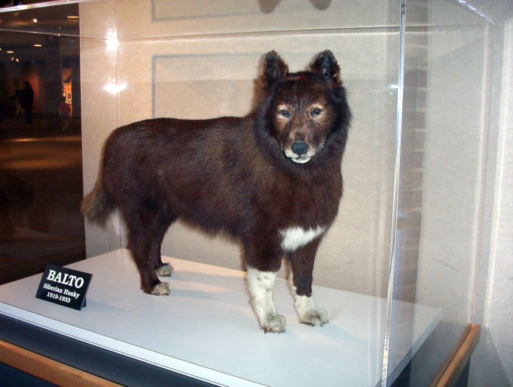 Πως ένα σκύλος κατάφερε να σώσει μια πόλη από την επιδημία; (φωτο)