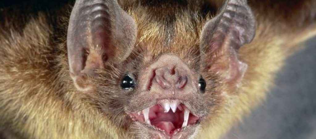 Γέμισε από νεκρές νυχτερίδες το Ισραήλ – Ανησυχία για «βιβλικές προφητείες» (φώτο)