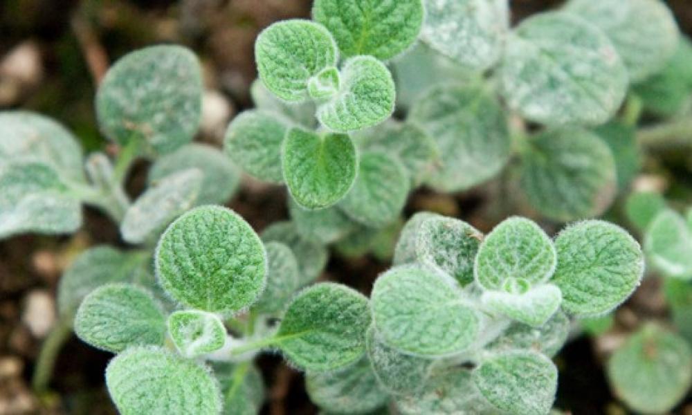 Δίκταμο: Το διάσημο βότανο της Κρήτης και πρώτο αντισηπτικό της αρχαιότητας