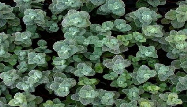 Δίκταμο: Το ελληνικό superfood – Δείτε τις ευεργετικές του ιδιότητες