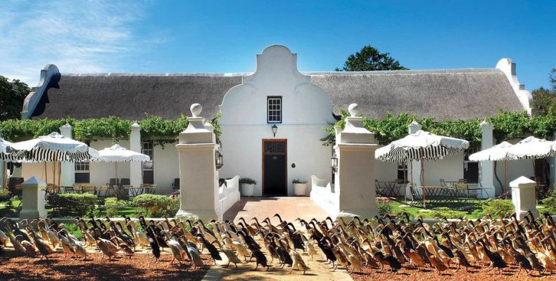 Πάπιες στη Νότια Αφρική χρησιμοποιούνται αντί… για φυτοφάρμακα! (φωτο)