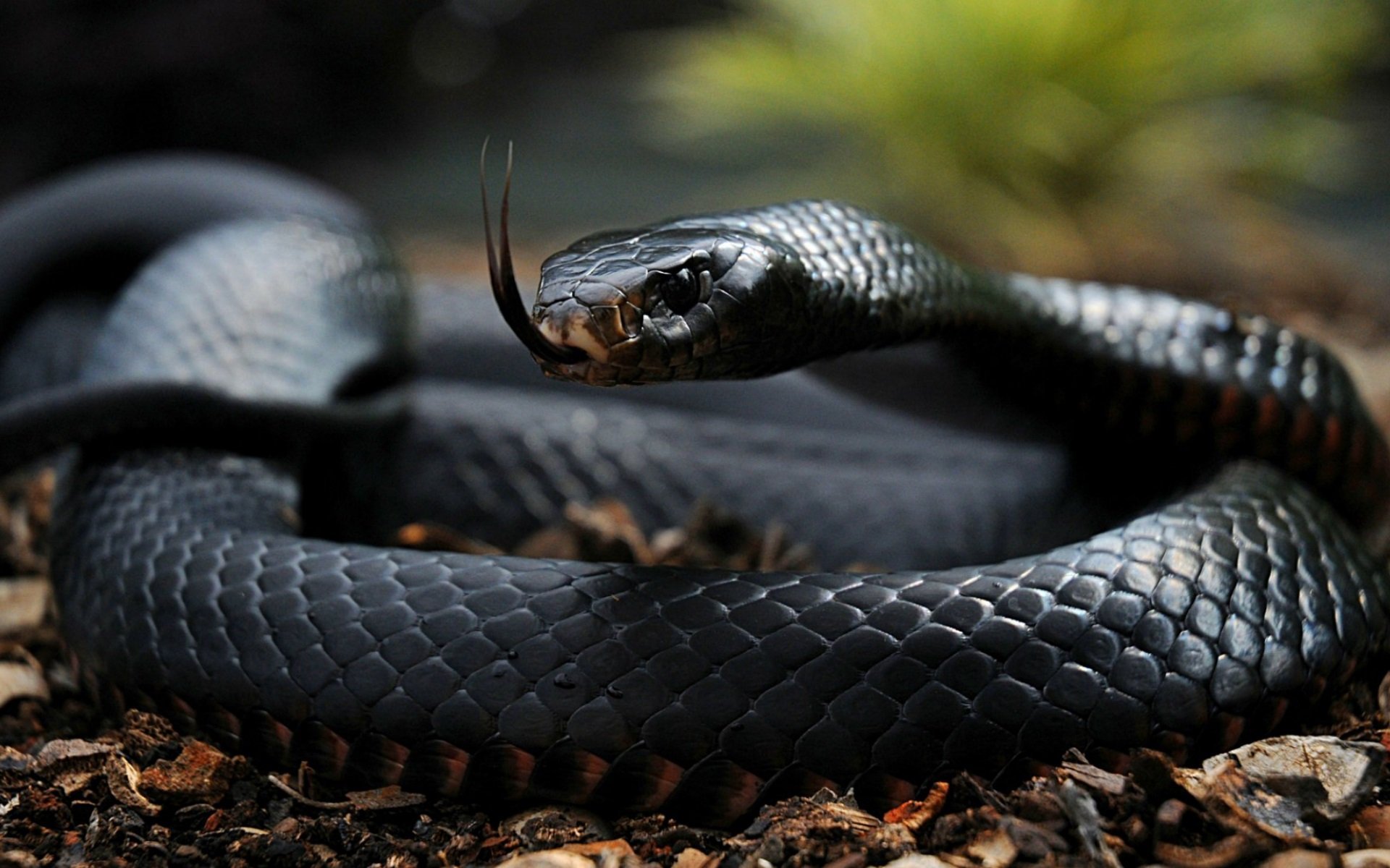 Αυτά είναι τα 10 πιο δηλητηριώδη φίδια του πλανήτη! (βίντεο)