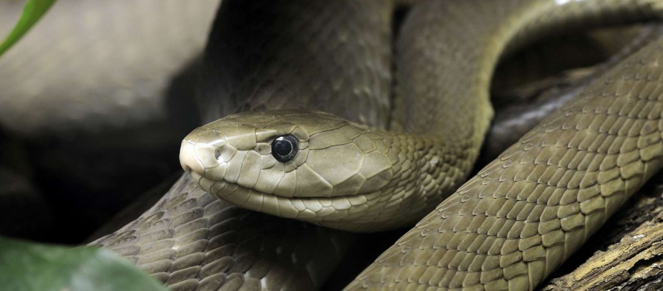 Ν.Αφρική: Εντοπίστηκε τεράστιο δηλητηριώδες φίδι Black Mamba – Είχε μήκος 2,65 μέτρα και ζύγιζε 3,1 κιλά (φώτο)