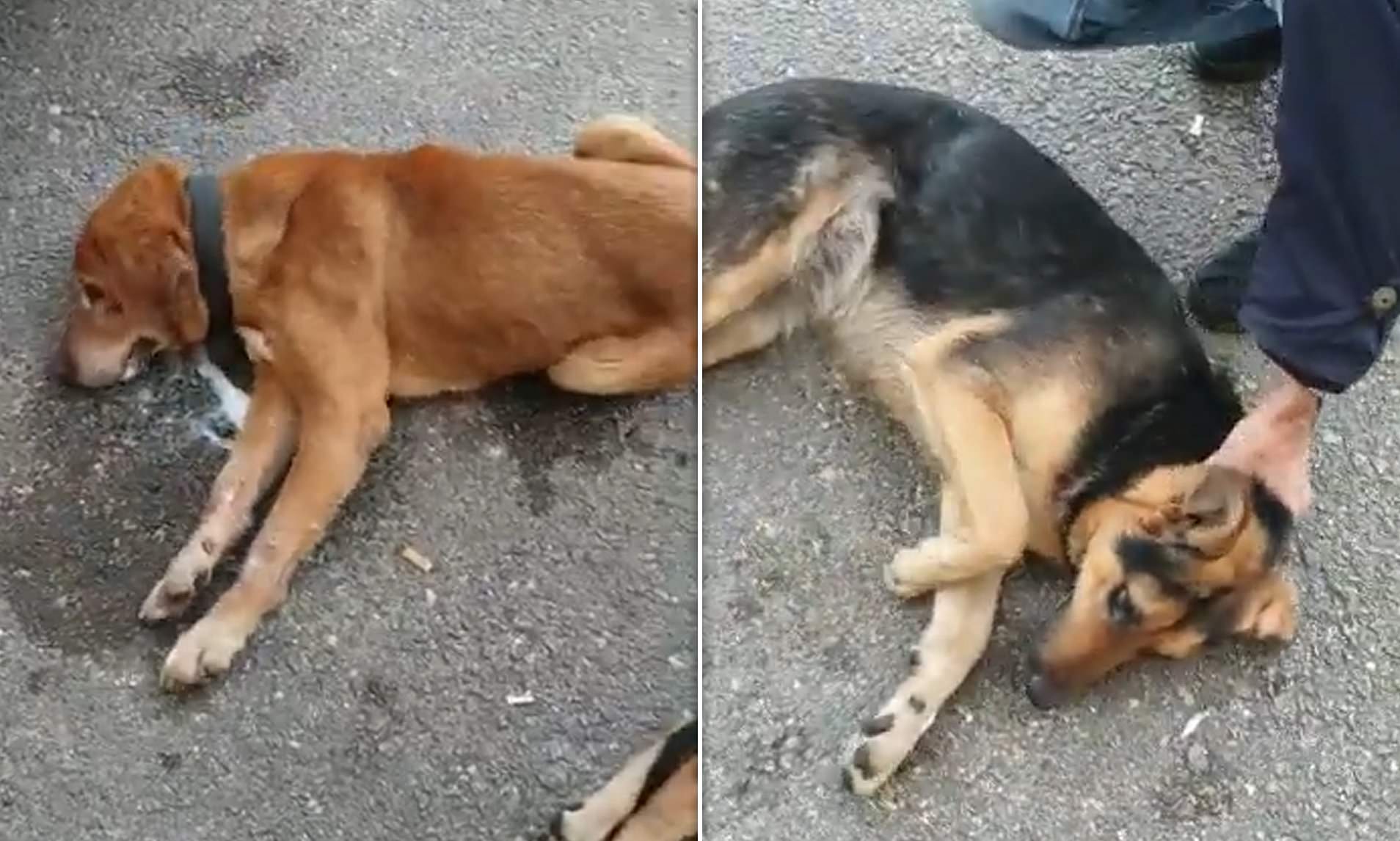 Απάνθρωπο βίντεο: Δηλητηριάζουν σκυλιά στη μέση του δρόμου – Φοβούνται ότι θα τους μεταδώσουν κορωνοϊό