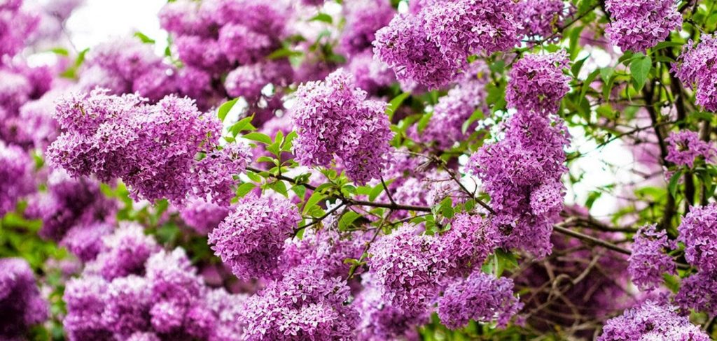 Εσύ το ήξερες; – Γιατί οι πασχαλιές θεωρούνται ευλογημένες από την Παναγία;