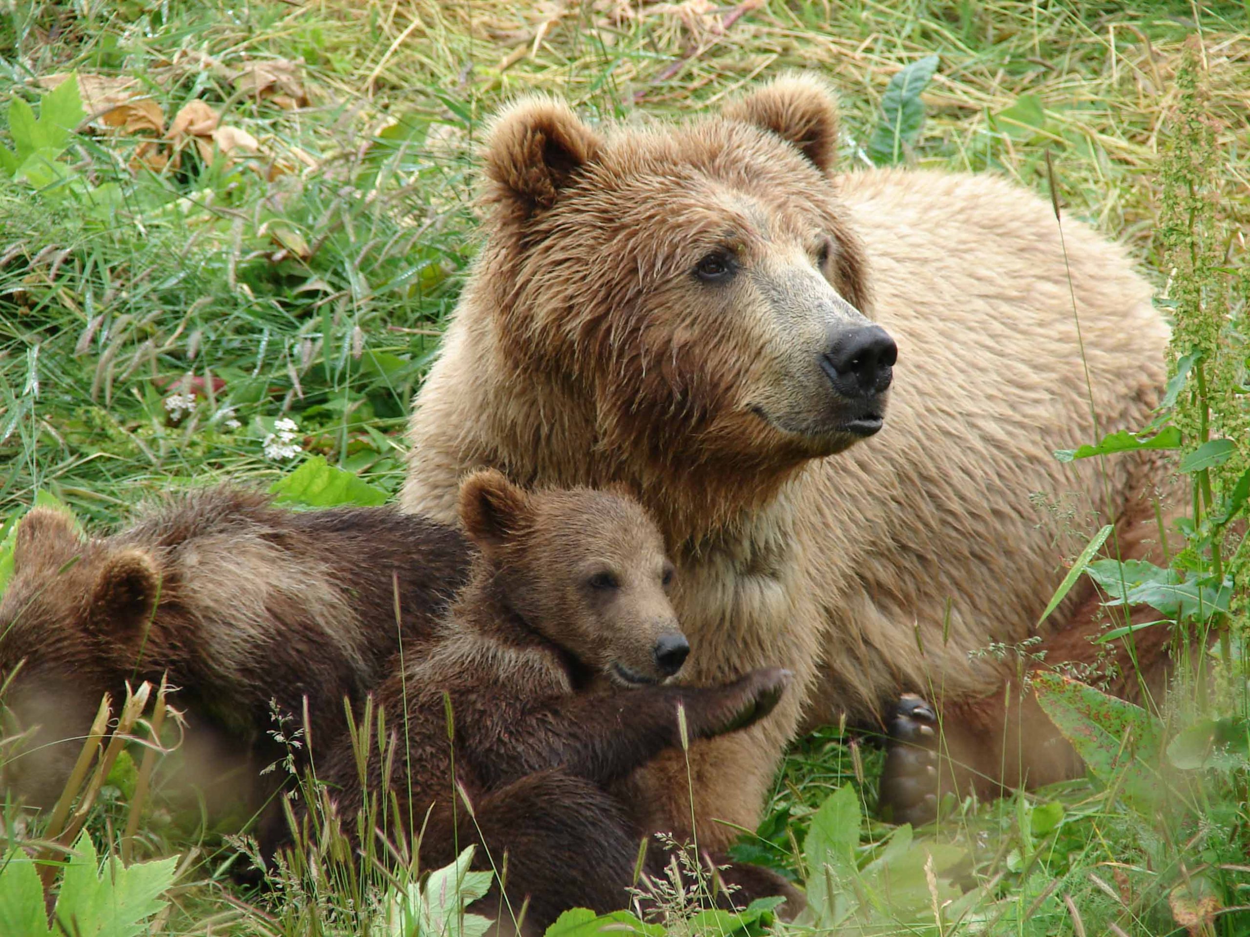 Γρεβενά – Καστοριά: «Εισβολή» αρκούδων σε κοτέτσια χωριών – Τρομοκρατημένοι οι κάτοικοι