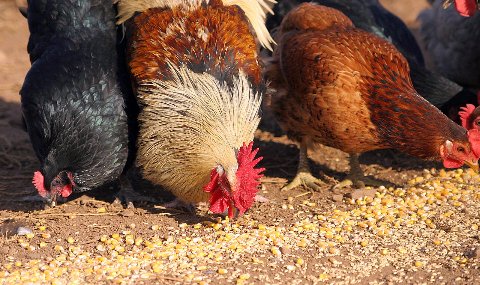 Περιφερειάρχης Δυτικής Μακεδονίας: «Θα πεινάσουμε – Βάλτε πέντε κότες στον κήπο σας να τρώτε» (ηχητικό) (upd)