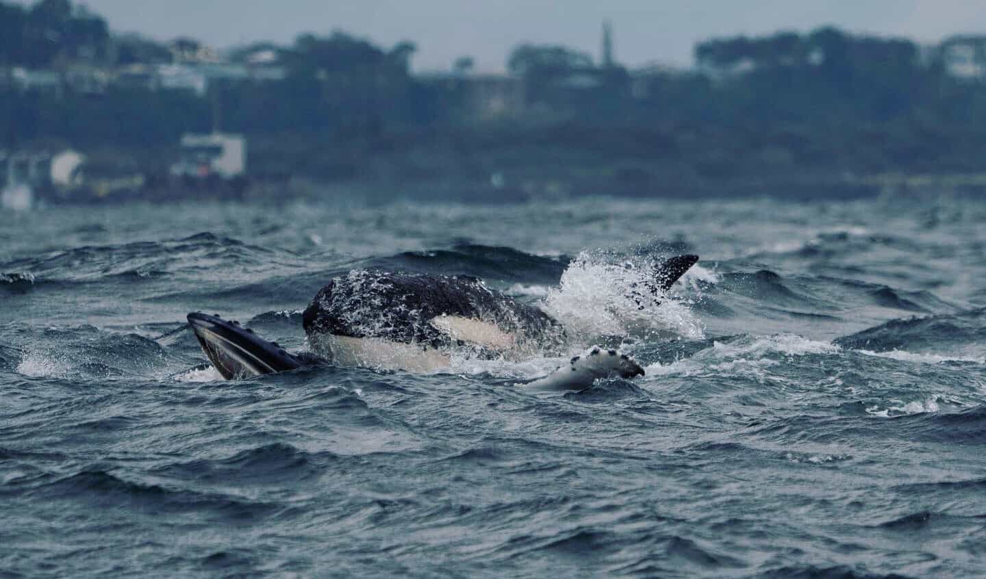 Η νόμος της φύσης μίλησε: Φάλαινες – δολοφόνοι κατασπαράζουν μια γκρίζα φάλαινα μαζί με το μικρό της (βίντεο)