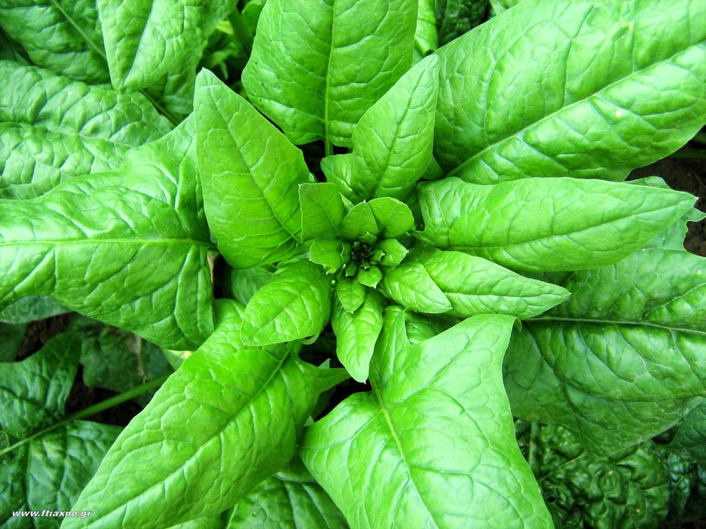 Σπανάκι: Πως πρέπει να το τρώμε για να είναι ακόμα πιο θρεπτικό