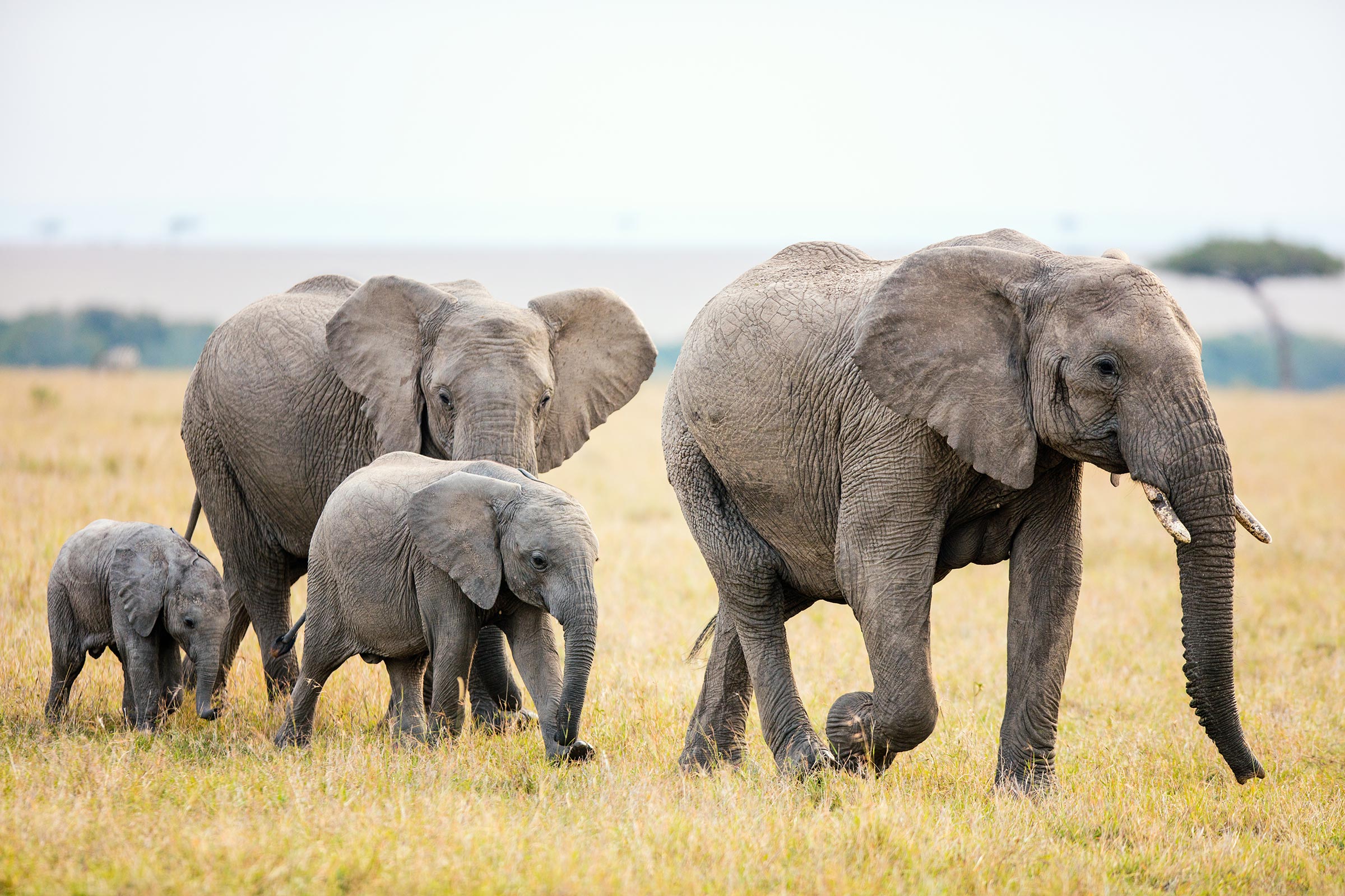 Βίντεο: Πως προστατεύουν τα μικρά τους οι ελέφαντες;