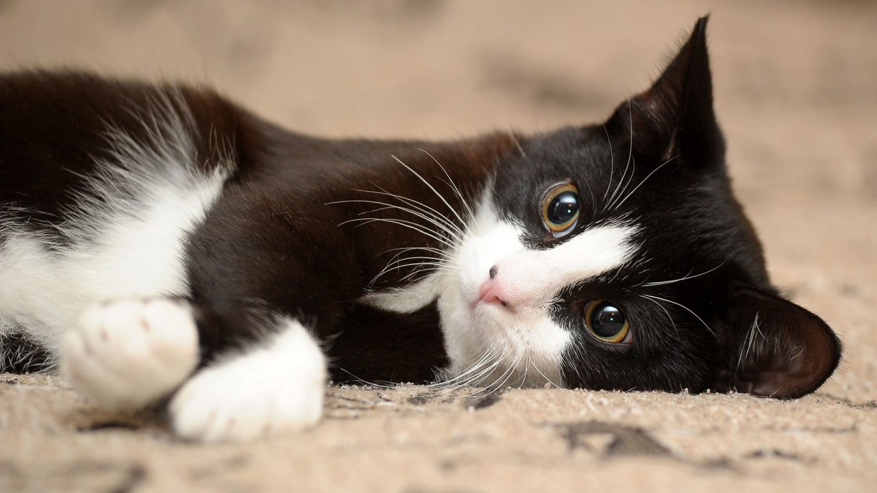 Κορωνοϊός: Γάτα κολλάει εύκολα άλλη γάτα λένε Κινέζοι επιστήμονες – Τι ισχύει με τα άλλα ζώα