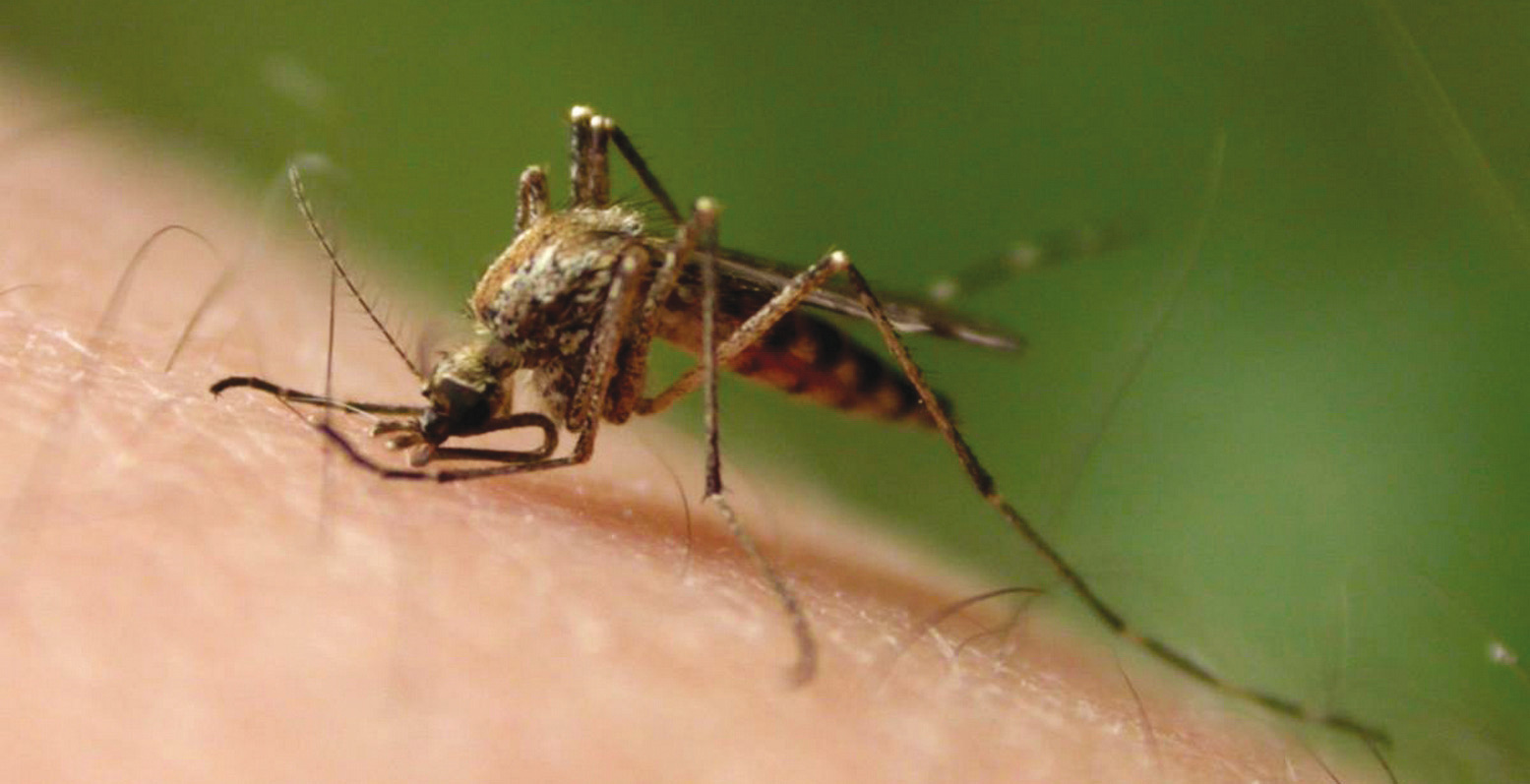 Κορωνοϊός: Μεταδίδεται από τα κουνούπια; – Τι απαντάει ο ΠΟΥ