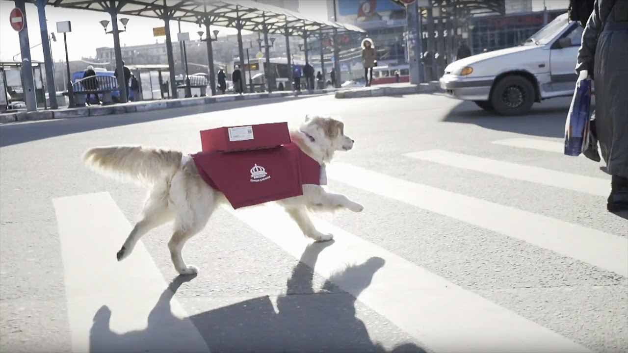 Κάβα βρήκε τρόπο για να κάνει ντελίβερι – Προσέλαβε… έναν σκύλο! (βίντεο)