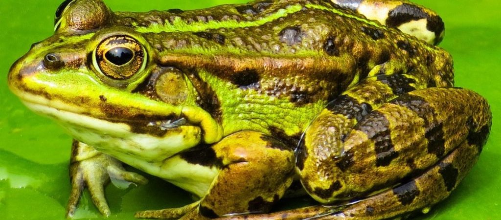 Θεσσαλονίκη: Ο λόγος που η απαγόρευση κυκλοφορίας μπορεί να αυξήσει τον πληθυσμό των βατράχων