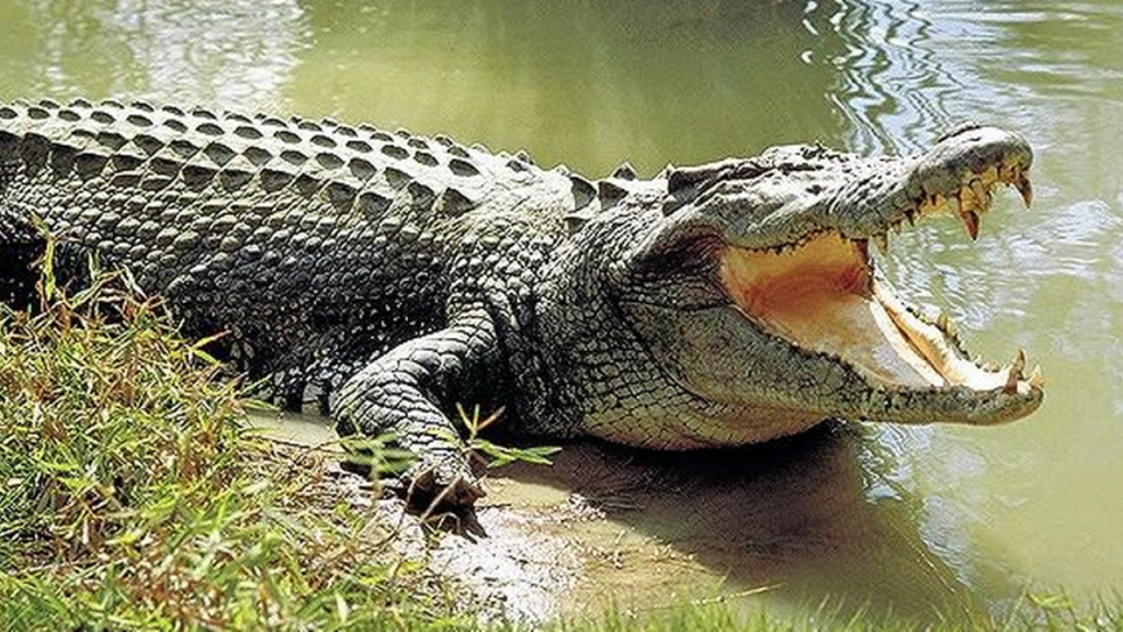 Βίντεο: Τεράστιος αλιγάτορας κάνει «πασαρέλα» στους δρόμους της Βραζιλίας