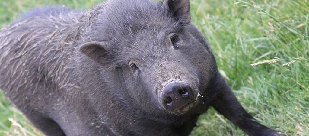 Λαμία: Απαγόρευση κυκλοφορίας; Όχι για τα αγριογούρουνα (φώτο)