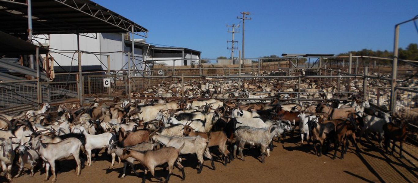 Ο κορωνοϊός πλήττει την κτηνοτροφία στην Ελλάδα
