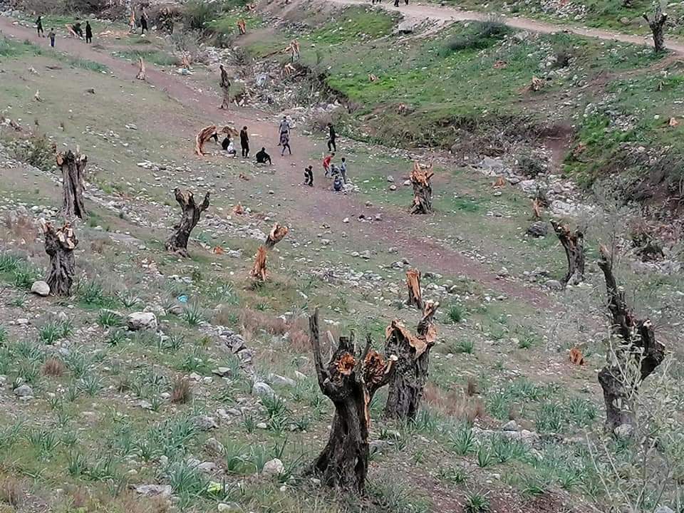 Μόρια: Χιλιάδες αιωνόβιες ελιές κομμένες από τους… «επενδυτές»